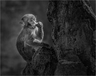 560 - MONKEY 141 - WAN YI - china <div